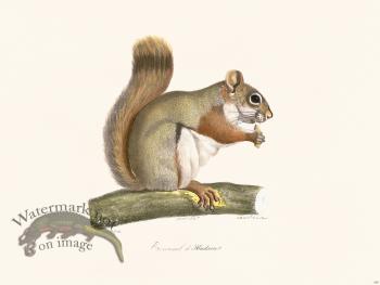 Cuvier 265 Hudson Squirrel